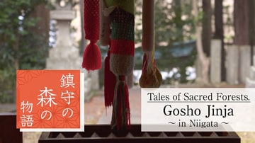 Tales of Sacred Forests: Gosho Jinja in Niigata Prefecture